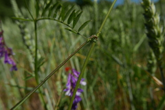Bromus secalinus