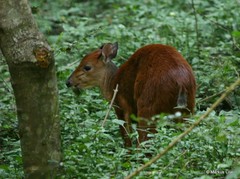 Cephalophorus natalensis