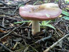 Russula betularum