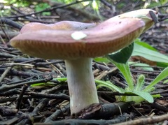 Russula betularum