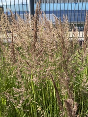 Calamagrostis epigejos