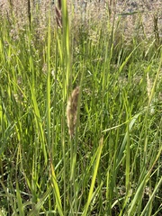Calamagrostis epigejos