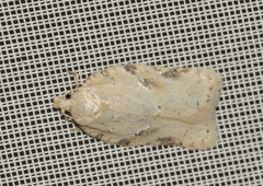 Acleris logiana