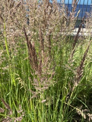 Calamagrostis epigejos