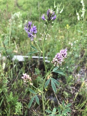 Medicago sativa