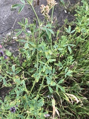 Medicago sativa