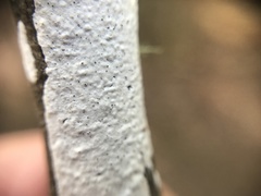 Aleurodiscus sparsus