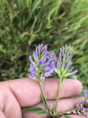 Medicago sativa