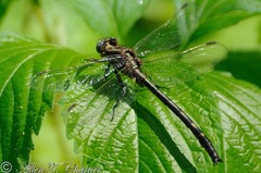 Phanogomphus lividus
