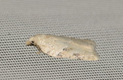Acleris logiana