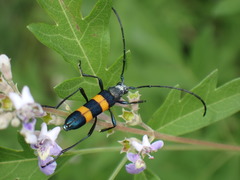 Polyzonus fasciatus
