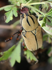 Dicronocephalus wallichi