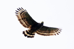 Spilornis holospilus