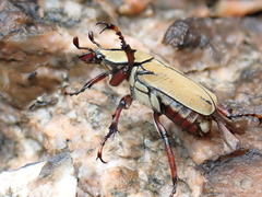 Dicronocephalus wallichi