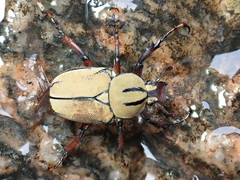 Dicronocephalus wallichi