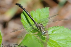 Phanogomphus lividus