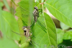 Phanogomphus lividus