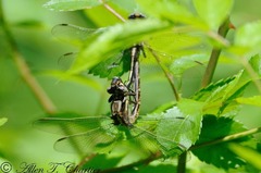 Phanogomphus lividus