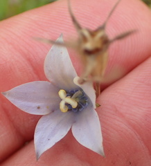 Wahlenbergia krebsii