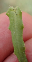 Wahlenbergia krebsii