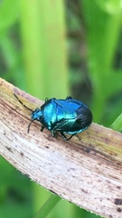 Zicrona caerulea