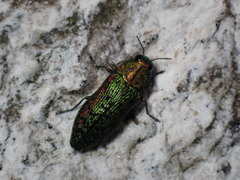 Lamprodila