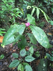 Ardisia opegrapha