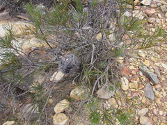 Banksia sphaerocarpa