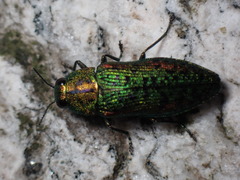 Lamprodila