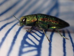 Lamprodila