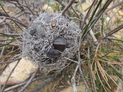 Banksia sphaerocarpa