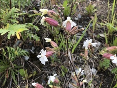 Silene latifolia alba