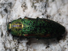 Lamprodila