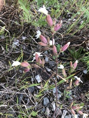 Silene latifolia alba