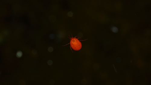 Hydrachnidae