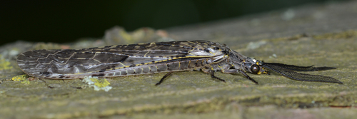 Spring fishfly