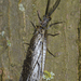 Chauliodes rastricornis - Photo (c) Ryan Hodnett，保留部份權利CC BY-SA