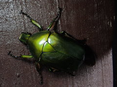 Pseudotorynorrhina japonica