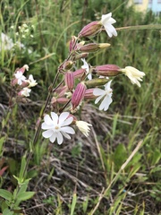 Silene latifolia alba