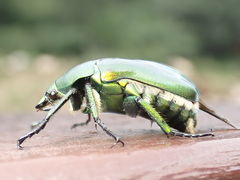 Pseudotorynorrhina japonica