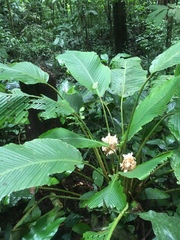 Goeppertia inocephala