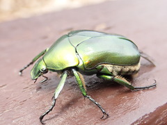 Pseudotorynorrhina japonica