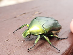 Pseudotorynorrhina japonica