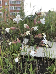 Silene latifolia alba