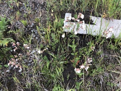 Silene latifolia alba