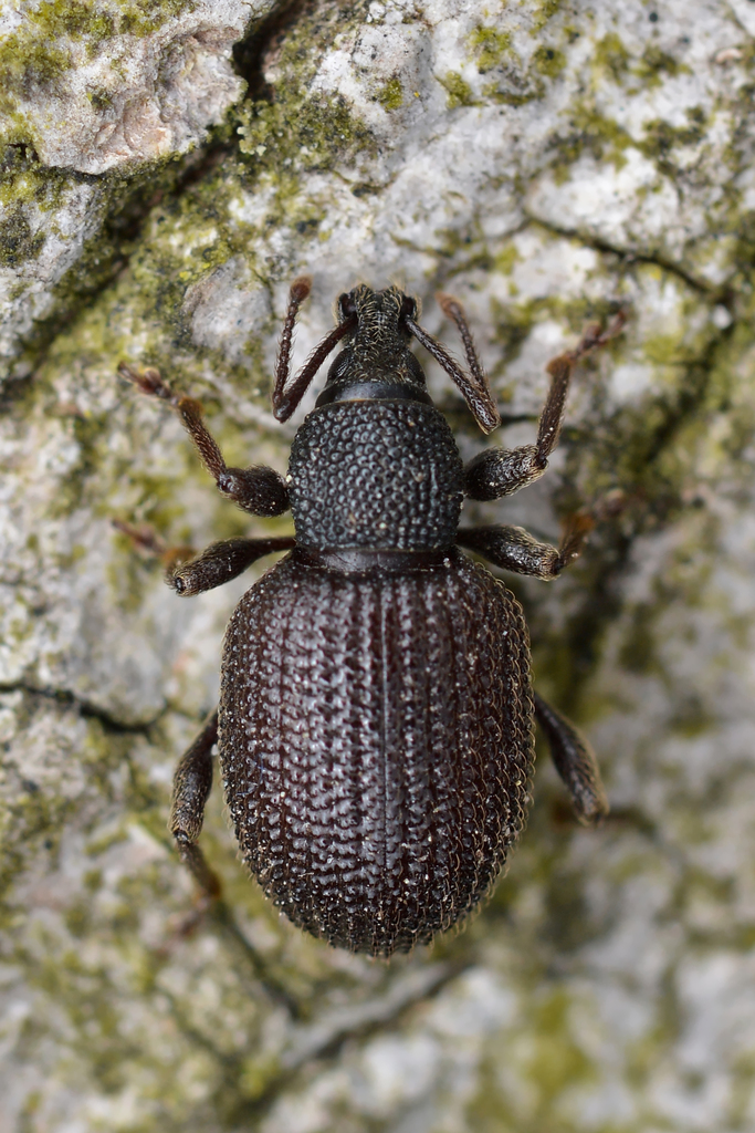 Rough strawberry root weevil