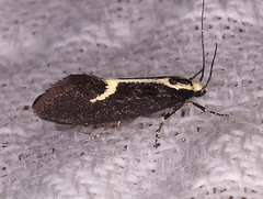 Polix coloradella