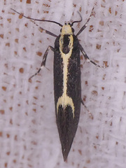 Polix coloradella