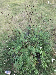 Sanguisorba officinalis