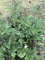 Sanguisorba officinalis
